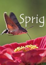 Sprig Story